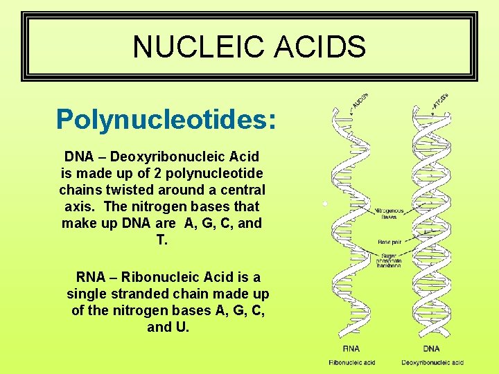 NUCLEIC ACIDS Polynucleotides: DNA – Deoxyribonucleic Acid is made up of 2 polynucleotide chains
