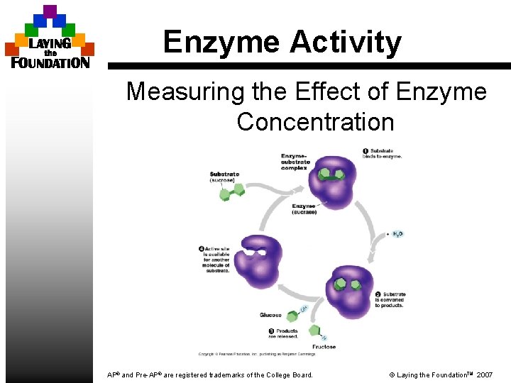 Enzyme Activity Measuring the Effect of Enzyme Concentration AP® and Pre-AP® are registered trademarks