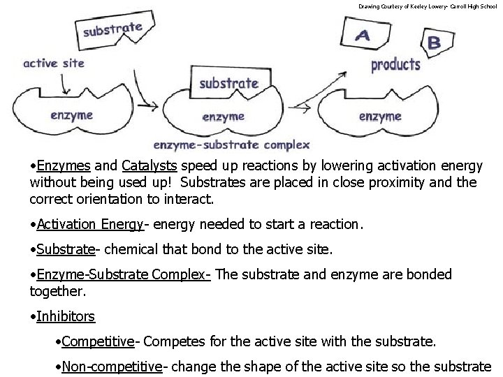Drawing Courtesy of Keeley Lowery- Carroll High School • Enzymes and Catalysts speed up