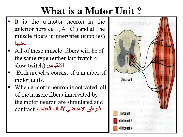 What is a Motor Unit ? § It is the α-motor neuron in the