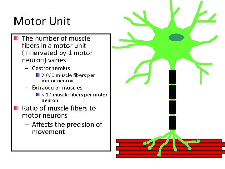 Motor Unit The number of muscle fibers in a motor unit (innervated by 1