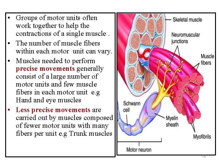  • Groups of motor units often work together to help the contractions of