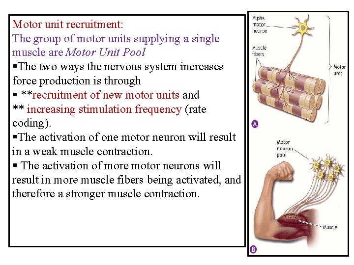 Motor unit recruitment: The group of motor units supplying a single muscle are Motor