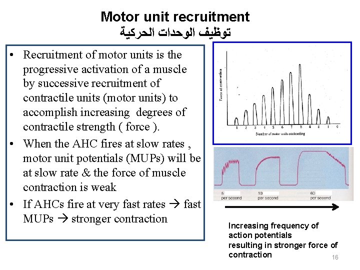 Motor unit recruitment ﺗﻮﻇﻴﻒ ﺍﻟﻮﺣﺪﺍﺕ ﺍﻟﺤﺮﻛﻴﺔ • Recruitment of motor units is the progressive