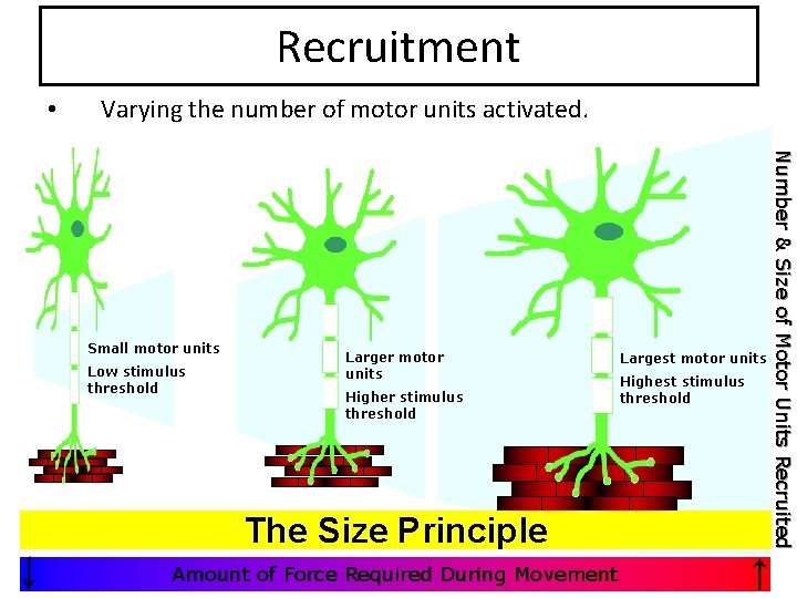 Recruitment • Varying the number of motor units activated. Low stimulus threshold ↓ Larger