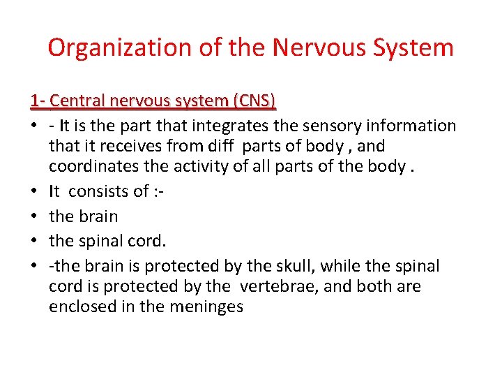Organization of the Nervous System 1 - Central nervous system (CNS) • - It