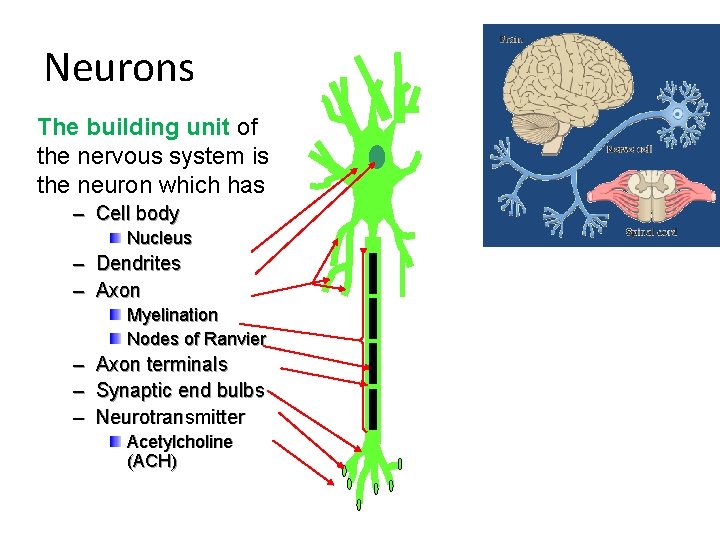 Neurons The building unit of the nervous system is the neuron which has –