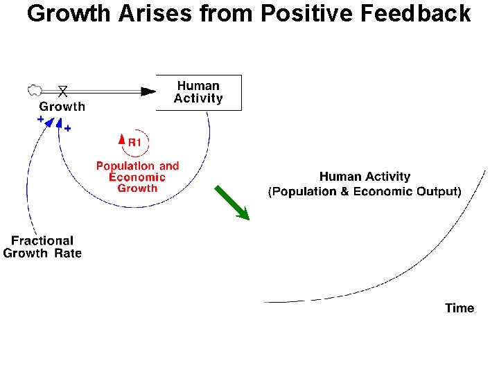 Growth Arises from Positive Feedback Growth Arises from Positive Feedback