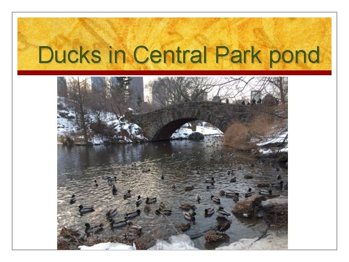 Ducks in Central Park pond 