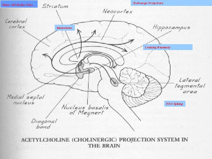 Cholinergic Projections Major Cell Bodies Sites interneurons Learning & memory PGO Spiking 