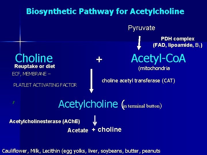 Biosynthetic Pathway for Acetylcholine Pyruvate PDH complex (FAD, lipoamide, B 1) Choline Reuptake or