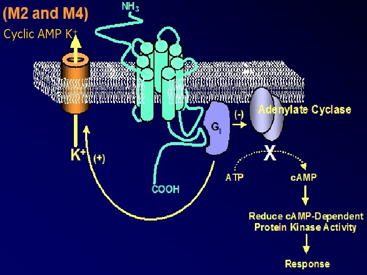 Cyclic AMP K+ 32 