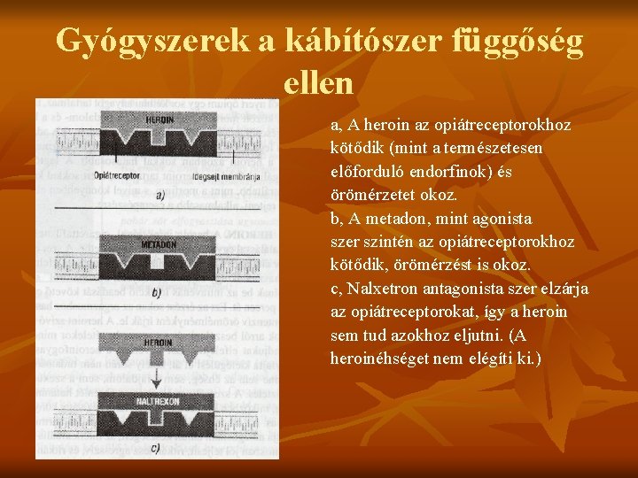 Gyógyszerek a kábítószer függőség ellen a, A heroin az opiátreceptorokhoz kötődik (mint a természetesen