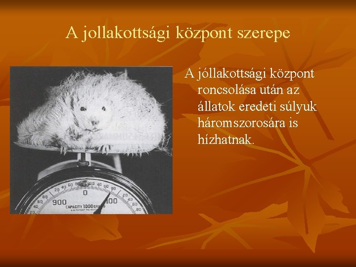 A jollakottsági központ szerepe A jóllakottsági központ roncsolása után az állatok eredeti súlyuk háromszorosára