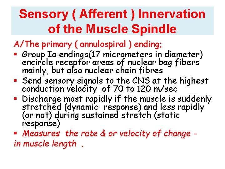 Sensory ( Afferent ) Innervation of the Muscle Spindle A/The primary ( annulospiral ) Sensory ( Afferent ) Innervation of the Muscle Spindle A/The primary ( annulospiral )