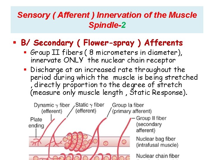 Sensory ( Afferent ) Innervation of the Muscle Spindle-2 B/ Secondary ( Flower-spray )