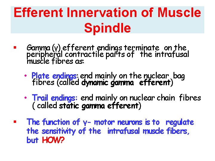 Efferent Innervation of Muscle Spindle Gamma (γ) efferent endings terminate on the peripheral contractile