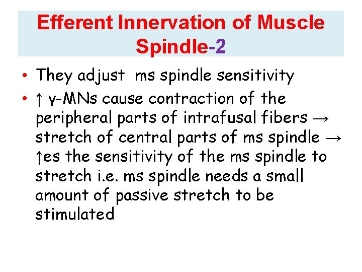 Efferent Innervation of Muscle Spindle-2 • They adjust ms spindle sensitivity • ↑ γ-MNs