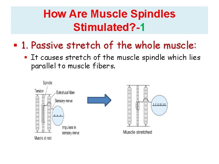 How Are Muscle Spindles Stimulated? -1 1. Passive stretch of the whole muscle: It