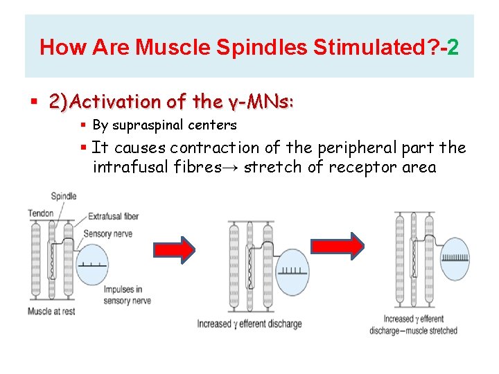 How Are Muscle Spindles Stimulated? -2 2)Activation of the γ-MNs: By supraspinal centers It