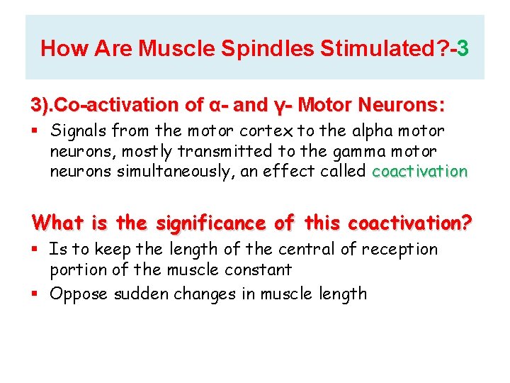 How Are Muscle Spindles Stimulated? -3 3). Co-activation of α- and γ- Motor Neurons: How Are Muscle Spindles Stimulated? -3 3). Co-activation of α- and γ- Motor Neurons: