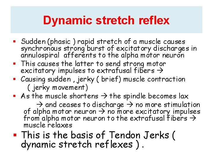 Dynamic stretch reflex Sudden (phasic ) rapid stretch of a muscle causes synchronous strong