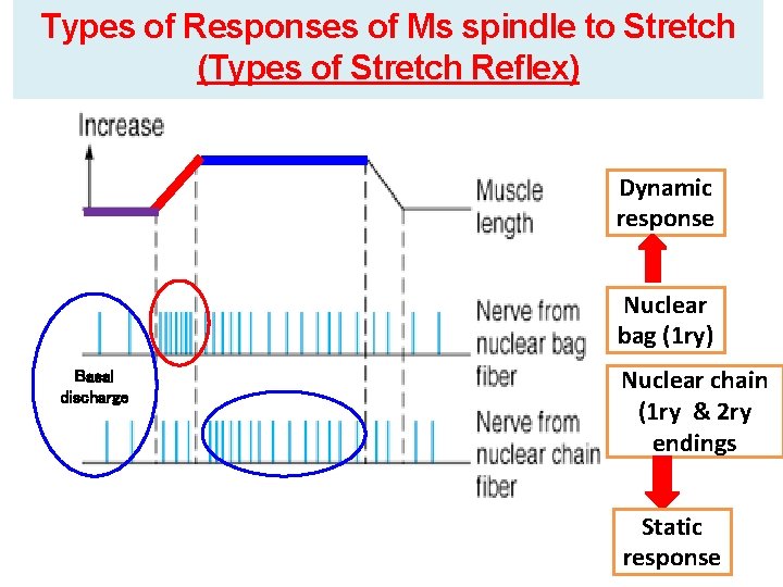 Types of Responses of Ms spindle to Stretch (Types of Stretch Reflex) Dynamic response