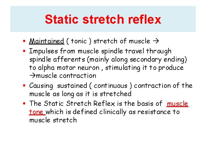 Static stretch reflex Maintained ( tonic ) stretch of muscle Impulses from muscle spindle