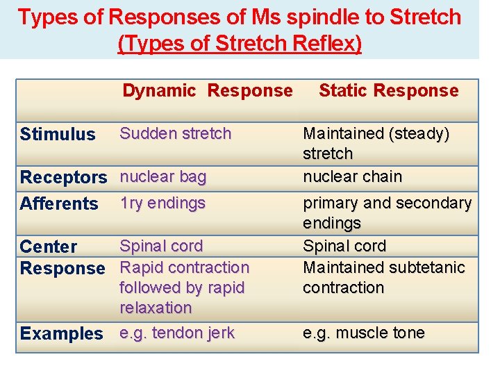 Types of Responses of Ms spindle to Stretch (Types of Stretch Reflex) Dynamic Response Types of Responses of Ms spindle to Stretch (Types of Stretch Reflex) Dynamic Response