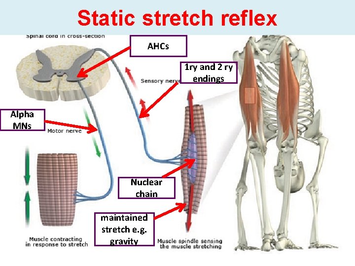 Static stretch reflex AHCs 1 ry and 2 ry endings Alpha MNs Nuclear chain