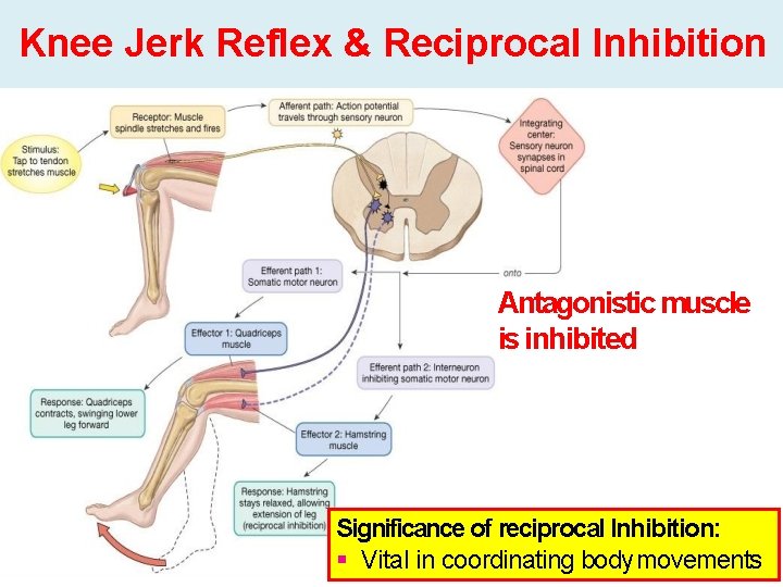 Knee Jerk Reflex & Reciprocal Inhibition Antagonistic muscle is inhibited Significance of reciprocal Inhibition: