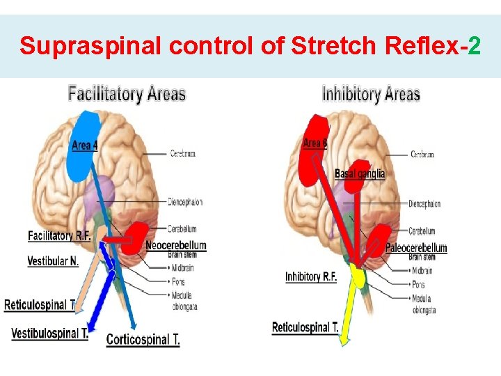 Supraspinal control of Stretch Reflex-2 
