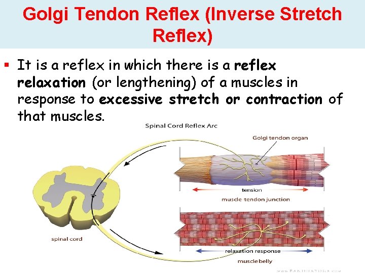 Golgi Tendon Reflex (Inverse Stretch Reflex) It is a reflex in which there is