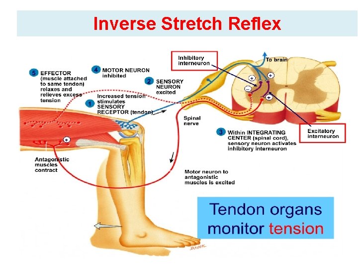 Inverse Stretch Reflex 