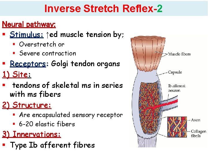 Inverse Stretch Reflex-2 Neural pathway: Stimulus: ↑ed muscle tension by; Overstretch or Severe contraction