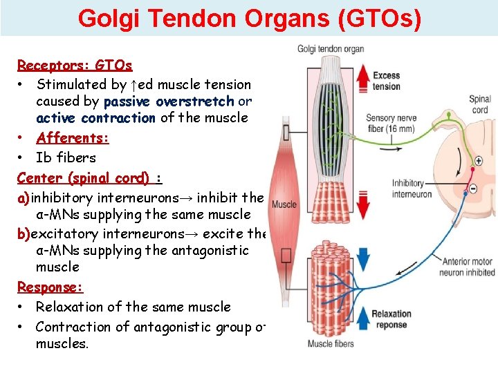 Golgi Tendon Organs (GTOs) Receptors: GTOs • Stimulated by ↑ed muscle tension caused by