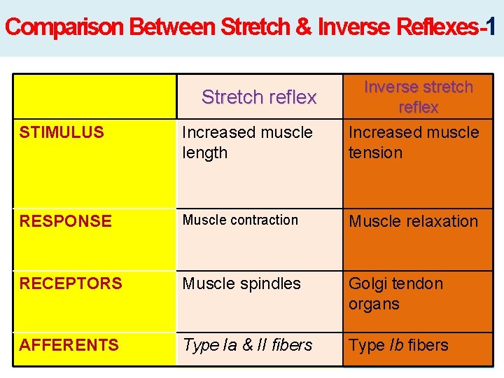 Comparison Between Stretch & Inverse Reflexes-1 STIMULUS Increased muscle length Inverse stretch reflex Increased