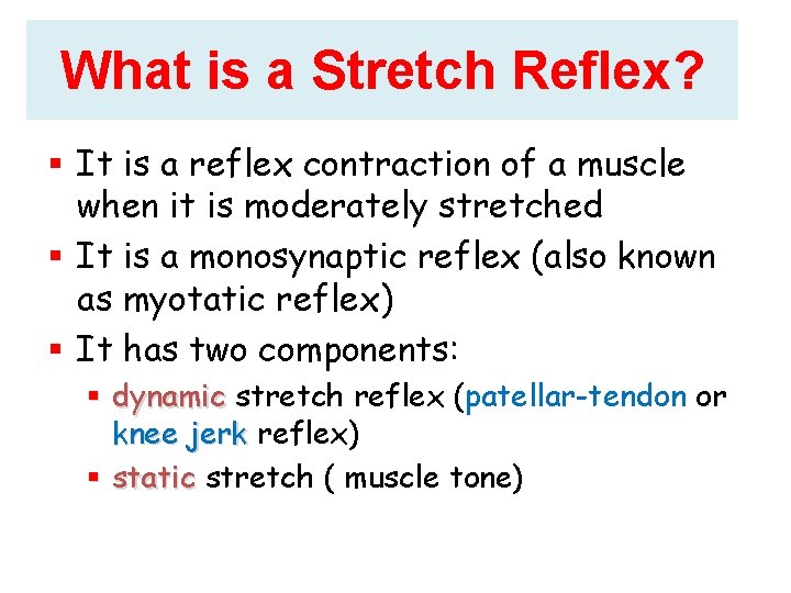 What is a Stretch Reflex? It is a reflex contraction of a muscle when