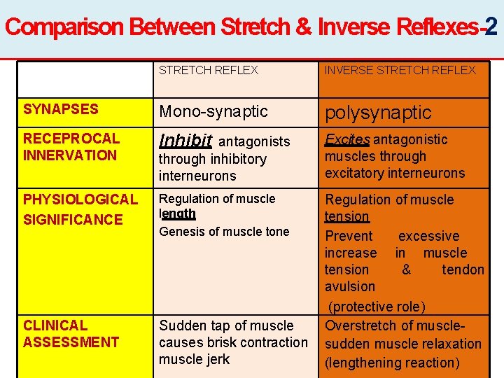 Comparison Between Stretch & Inverse Reflexes-2 STRETCH REFLEX INVERSE STRETCH REFLEX SYNAPSES Mono-synaptic polysynaptic