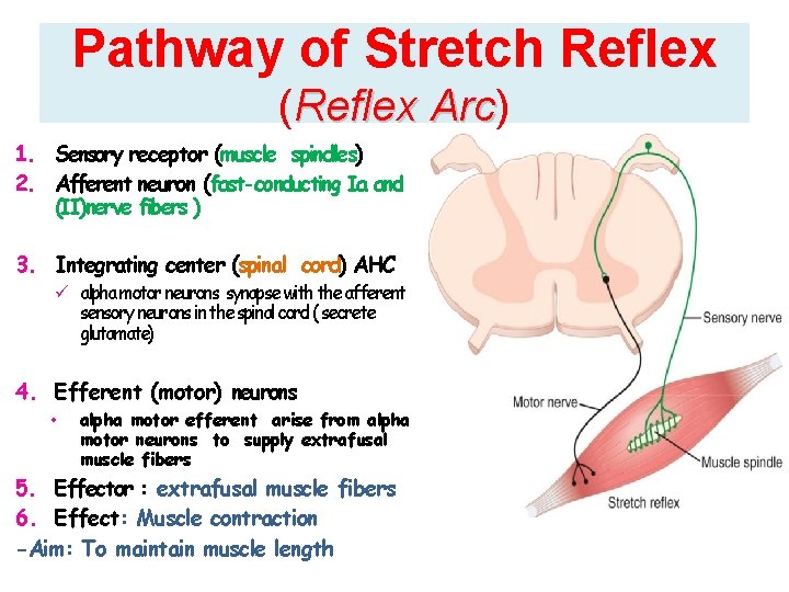 Pathway of Stretch Reflex (Reflex Arc) Arc 1. Sensory receptor (muscle spindles) 2. Afferent