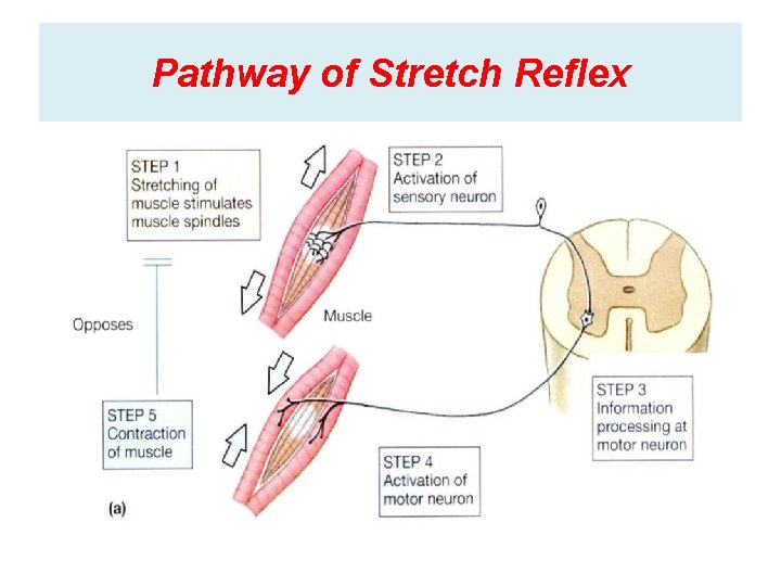 Pathway of Stretch Reflex Pathway of Stretch Reflex