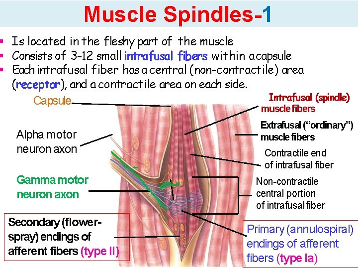 Muscle Spindles-1 Is located in the fleshy part of the muscle Consists of 3