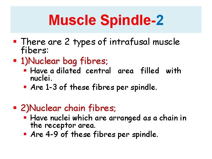 Muscle Spindle-2 There are 2 types of intrafusal muscle fibers: 1)Nuclear bag fibres; Have