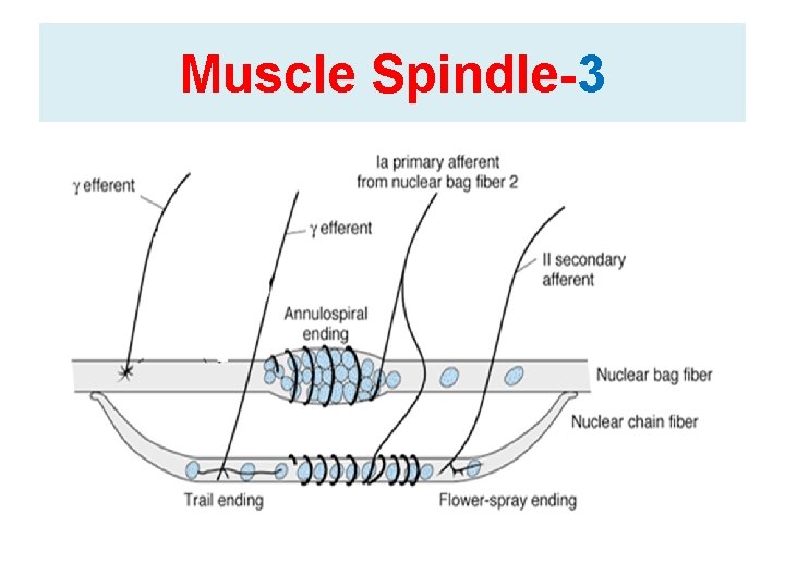 Muscle Spindle-3 