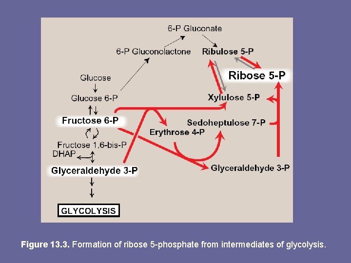 Figure 13. 3. Formation of ribose 5 -phosphate from intermediates of glycolysis. 