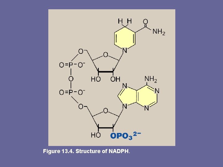 Figure 13. 4. Structure of NADPH. 
