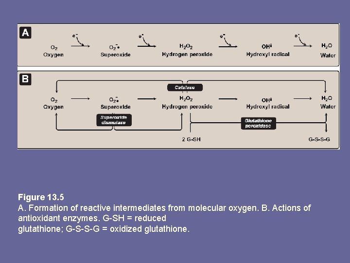 Figure 13. 5 A. Formation of reactive intermediates from molecular oxygen. B. Actions of