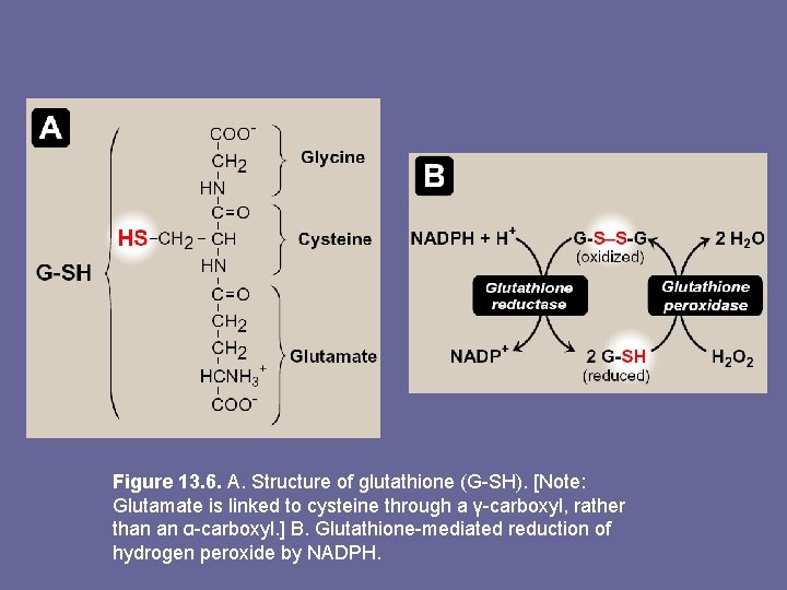 Figure 13. 6. A. Structure of glutathione (G-SH). [Note: Glutamate is linked to cysteine