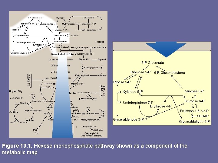 Figure 13. 1. Hexose monophosphate pathway shown as a component of the metabolic map