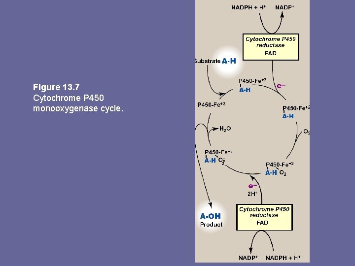 Figure 13. 7 Cytochrome P 450 monooxygenase cycle. 